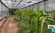 En France, les cultures de fruits exotiques boostées par le dérèglement climatique