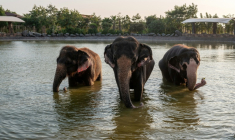 Des éléphants qui se baignent dans un étang au centre Vantara de sauvetage et de conservation de la faune, le 24 septembre 2026 à Jamnaga, en Inde ( AFP / Punit PARANJPE )