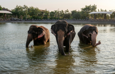 Des éléphants qui se baignent dans un étang au centre Vantara de sauvetage et de conservation de la faune, le 24 septembre 2026 à Jamnaga, en Inde ( AFP / Punit PARANJPE )
