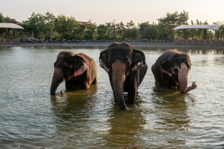 Des éléphants qui se baignent dans un étang au centre Vantara de sauvetage et de conservation de la faune, le 24 septembre 2026 à Jamnaga, en Inde ( AFP / Punit PARANJPE )