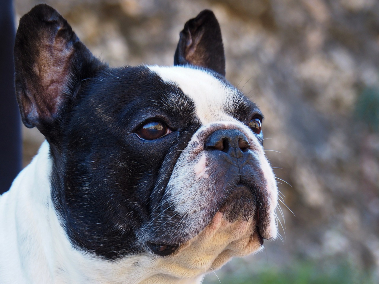 Les magasins sont-ils contraints d'accepter les animaux en France ? (illustration) (Pixabay / Elioenai)