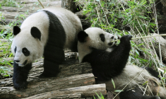 Huan Huan et Yuan Zi, deux pandas chinois, au zoo de Beauval à Saint-Aignan (Loir-et-Cher), le 17 janvier 2012. ( AFP / Alain JOCARD )