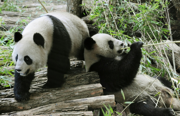 Huan Huan et Yuan Zi, deux pandas chinois, au zoo de Beauval à Saint-Aignan (Loir-et-Cher), le 17 janvier 2012. ( AFP / Alain JOCARD )