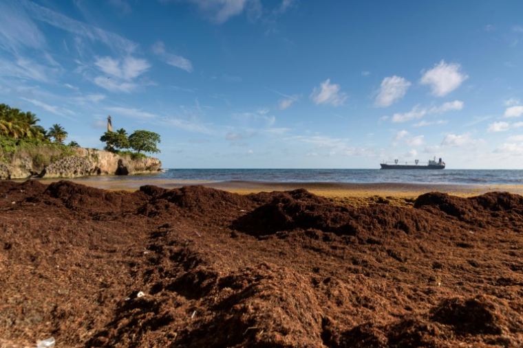 Des sarcasses sur la côté caribéenne de Saint-Domingue, en République Dominicaine, le 5 mai 2023 ( AFP / Felix Leon )