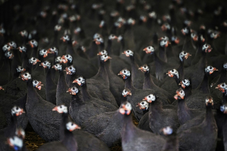( AFP / LOIC VENANCE )