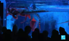 Les plumes de Montmartre : au cœur de Paris, le cabaret le plus célèbre du monde