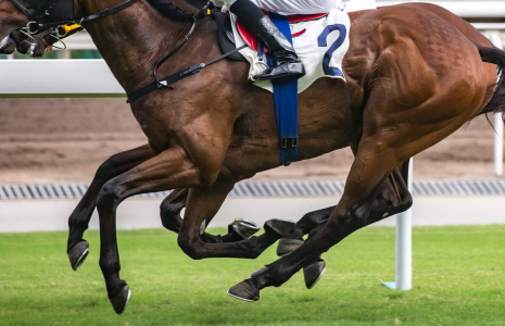 Investir dans un cheval de course, est-ce rentable ? / iStock.com - Wirestock