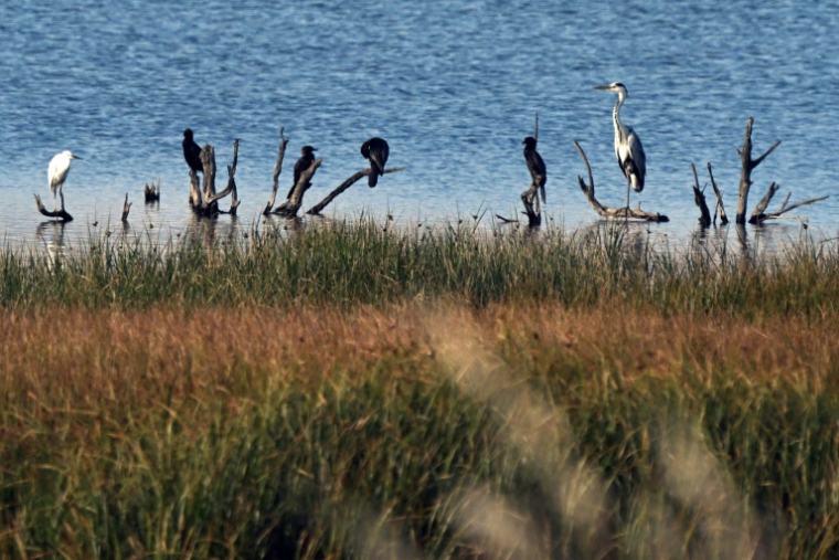 Des oiseaux dans une zone humide à Ulcinj, le 2 juin 2026 au Monténégro ( AFP / SAVO PRELEVIC )