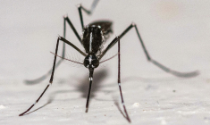 Un moustique tigre (Aedes albopictus) sur le mur d'une maison à Montreuil (Seine-Saint-Denis) le 18 août 2025 ( AFP / Martin LELIEVRE )