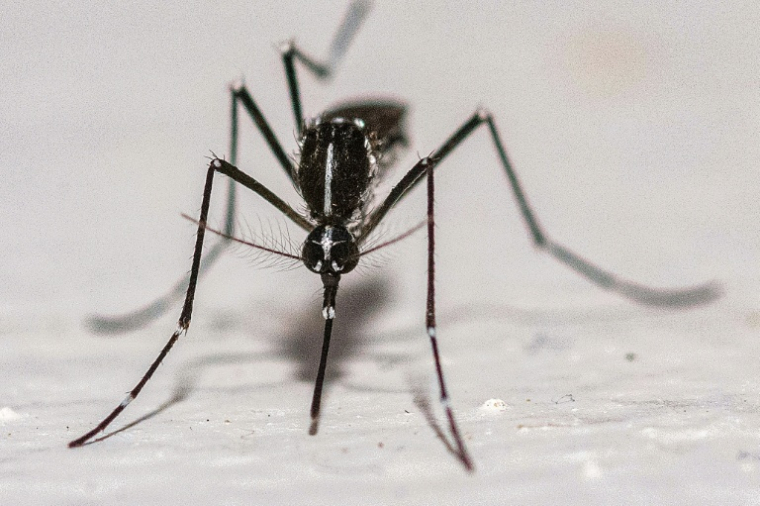 Un moustique tigre (Aedes albopictus) sur le mur d'une maison à Montreuil (Seine-Saint-Denis) le 18 août 2025 ( AFP / Martin LELIEVRE )