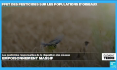 Les pesticides, premiers responsables de l'effondrement des populations d'oiseaux
