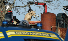 Des gendarmes près du corps d'une vache évacué dans une exploitation touchée par la dermatose à Les-Bordes-sur-Arize, en Ariège, le 12 décembre 2025 ( AFP / Valentine CHAPUIS )
