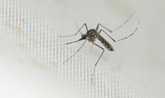 Un premier cas de contamination locale de chikungunya, transmis par le moustique tigre, et un deuxième cas autochtone d'infection par le virus du Nil occidental ont été identifiés ces derniers jours dans le sud de la France ( AFP / Luis ROBAYO )