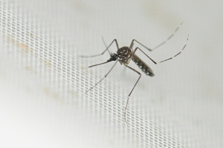 Un premier cas de contamination locale de chikungunya, transmis par le moustique tigre, et un deuxième cas autochtone d'infection par le virus du Nil occidental ont été identifiés ces derniers jours dans le sud de la France ( AFP / Luis ROBAYO )