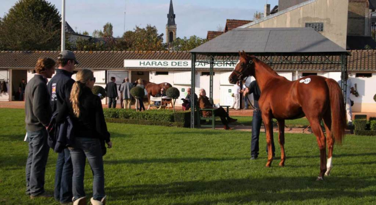 Inspection générale du yearling avant la vente. (© Arqana)