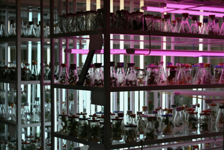 Un laboratoire où des plantes sont conservées dans des conditions stériles au Jardin botanique national Gryshko de l'Académie nationale des sciences d'Ukraine à Kyiv, le 11 février 2026 ( AFP / Genya SAVILOV )