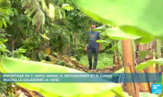 Nouvelle-Calédonie : la farine de banane verte, un nouveau produit à l'essai