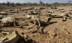 Des carcasses de chèvres dans le nord-est du Kenya, frappé par la sécheresse, le 21 janvier 2026 ( AFP / Tony KARUMBA )