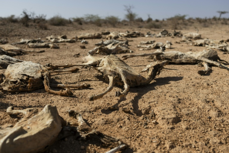 Des carcasses de chèvres dans le nord-est du Kenya, frappé par la sécheresse, le 21 janvier 2026 ( AFP / Tony KARUMBA )