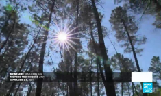 Au printemps, le réveil de la forêt d'Ardèche