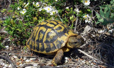 (Crédits photo : Wikimedia Commons - Orchi )