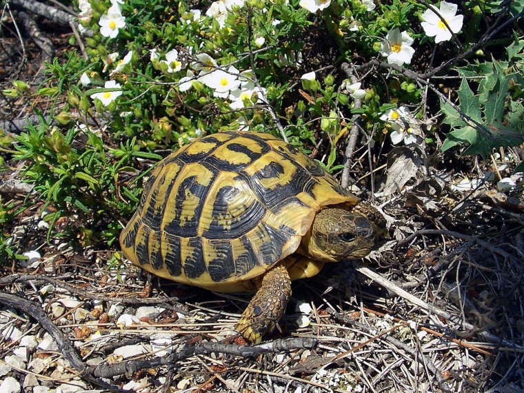 une tortue d'Hermann (Crédits: Wikimedia Commons - Orchi)