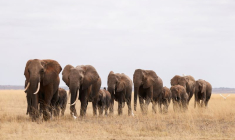RHINOCÉROS, LION...: LES ESPÈCES EMBLÉMATIQUES DU KENYA MENACÉES PAR LA PRESSION HUMAINE
