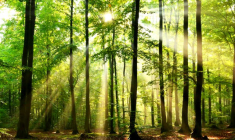 Le prix de l'hectare de forêt connait une progression régulière depuis plusieurs années ( Crédits: Fotolia)