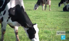 Agroforesterie : quand la nature devient rentable