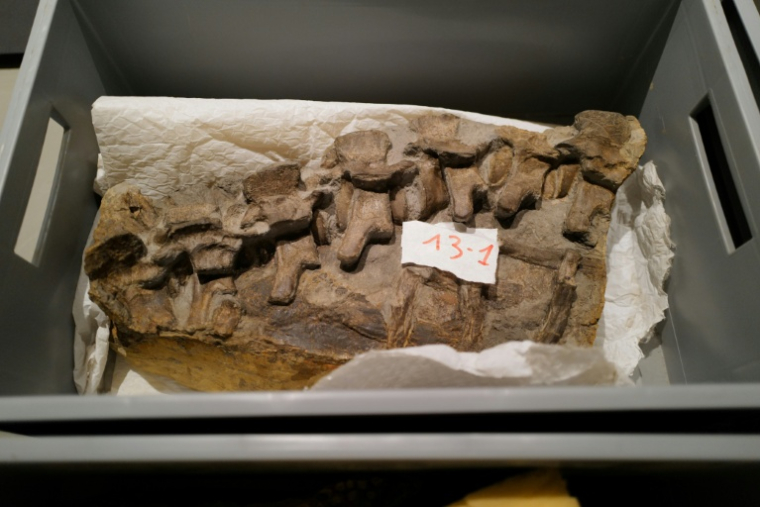 Des morceaux du fossile de crocodile, datant du Jurassique il y a 180 millions d’années, retrouvé dans la région de Montpellier, au musée de Lodève dans l'Hérault, le 10 ctobre 2025 ( AFP / Sylvain THOMAS )