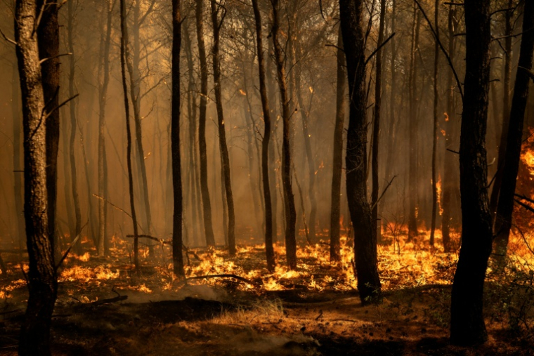 Une forêt brûle dans la région de Porto Germeno, en Grèce, le 1er août 2026 ( AFP / Angelos TZORTZINIS )
