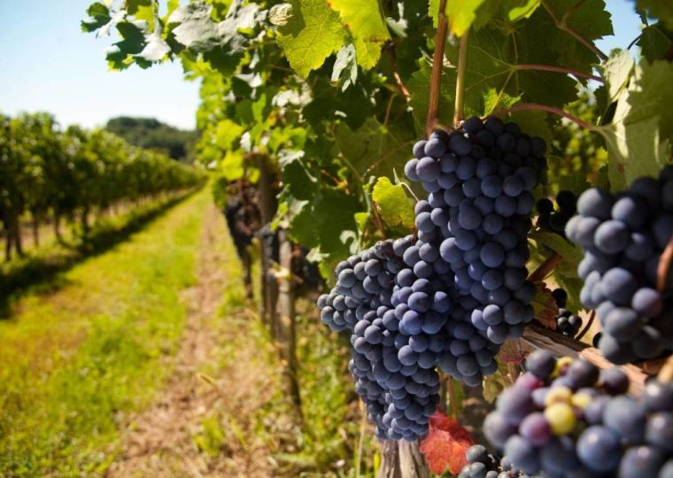 Pourquoi investir dans lavigne ?