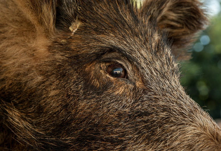 Pour que votre assurance prenne en charge les dégâts causés par un animal sauvage sur votre véhicule, vous devez avoir souscrit à la garantie dégâts matériels ou à la garantie tous accidents. (illustration) (JACKMAC34 / PIXABAY )