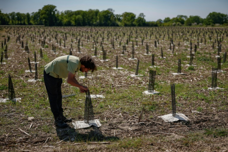Charles Cohen, chef de projet de reboisement à l'ONF, s'occupe de jeunes arbres protégés par des filets plantés pour reboiser la zone de "La Forêt de Maubuisson" à Méry-sur-Oise, au nord-ouest de Paris, le 29 avril 2025 ( AFP / Ian LANGSDON )