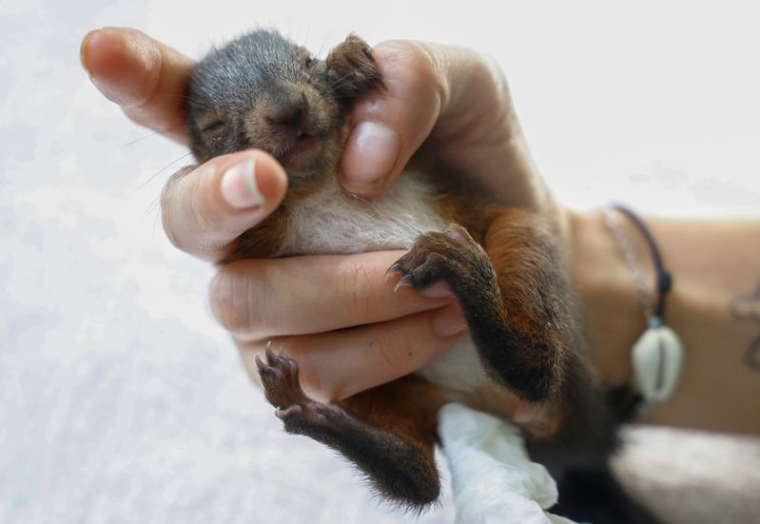 FRANCE: UN REFUGE SAUVE DES ANIMAUX ASSOIFFÉS PAR LA VAGUE DE CHALEUR