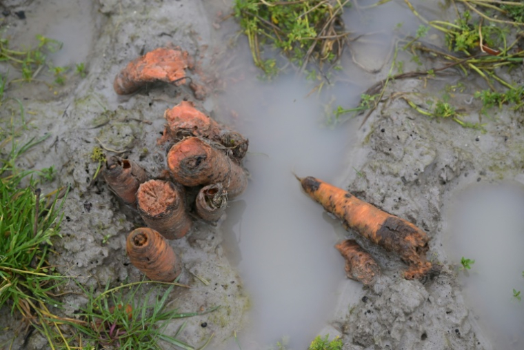 Des carottes pourrissent dans un inondé après les pluies qui ont frappé l'ouest de la France, le 19 février 2026 à Roz-sur-Couesnon, en Ille-et-Vilaine ( AFP / Damien MEYER )