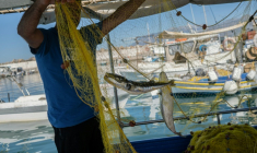 Alexis Charlambakis, un pêcheur grec, montre deux poissons-ballons pris dans ses filets à Ierapetra, en Crète, le 3 juin 2026 ( AFP / Angelos TZORTZINIS )