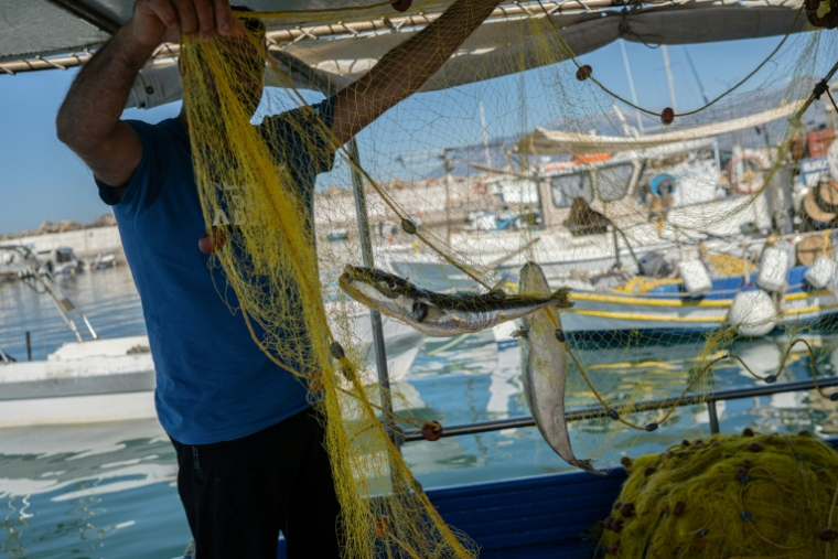 Alexis Charlambakis, un pêcheur grec, montre deux poissons-ballons pris dans ses filets à Ierapetra, en Crète, le 3 juin 2026 ( AFP / Angelos TZORTZINIS )
