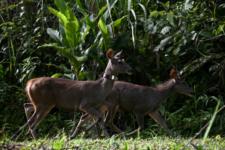 Des cerfs sambars relâchés dans la nature lors d'une opération visant à augmenter le nombre de proies pour les tigres, dans le parc national de Khlong Lan, dans la province de Khampaeng Phet, le 10 juin 2025 en Thaïlande ( AFP / Lillian SUWANRUMPHA )