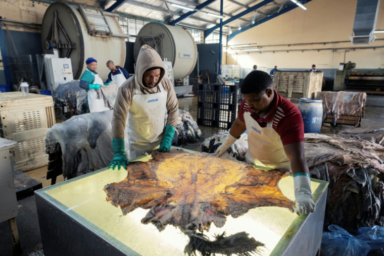 Des ouvriers vérifient la qualité de peaux d'autruche à la tannerie de Cape Karoo International à Oudtshoorn, le 29 juillet 2025 ( AFP / GIANLUIGI GUERCIA )