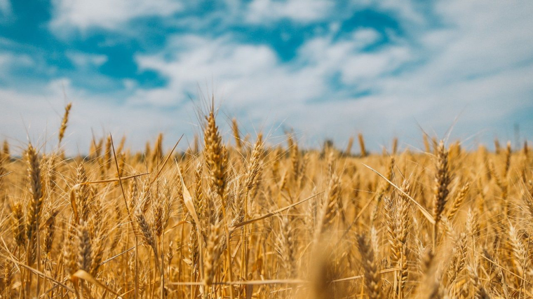 Après une chute au premier semestre 2020, les prix des biens agricoles augmentent depuis la fin de l'année dernière. (Crédit photo: Unsplash / Polina Rytova)