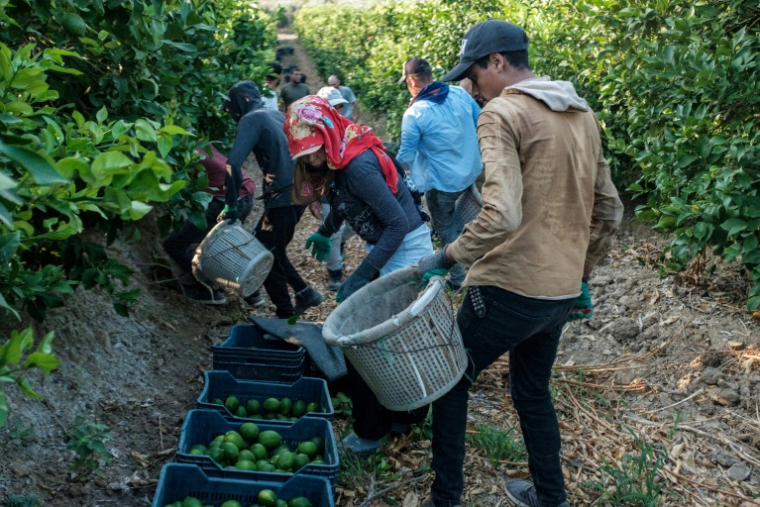 Des ouvriers récoltent des citrons à Adana, en Turquie, le 27 août 2025 ( AFP / Nimet Kirac )