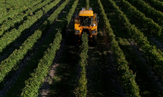 Bouleversée par les dérèglements climatiques, la production mondiale de vin devrait en 2025 être de nouveau "bien en-deçà des moyennes récentes" ( AFP / Christophe ARCHAMBAULT )