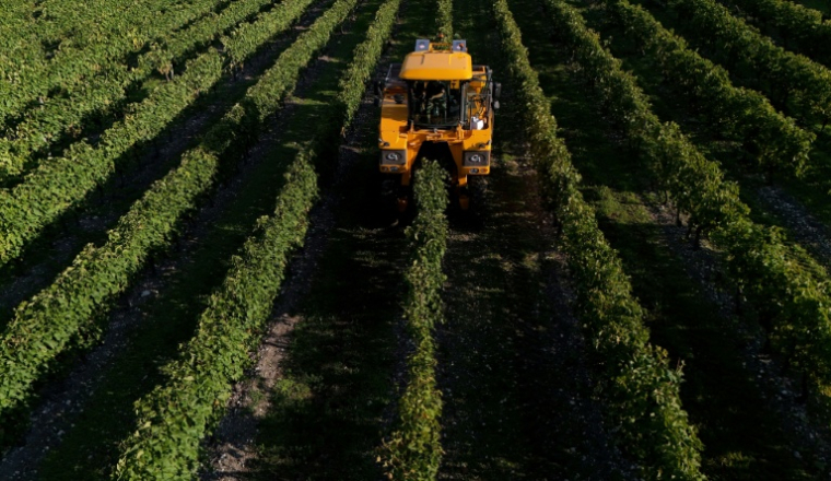 Bouleversée par les dérèglements climatiques, la production mondiale de vin devrait en 2025 être de nouveau "bien en-deçà des moyennes récentes" ( AFP / Christophe ARCHAMBAULT )