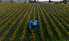 Une vue de drone montre un vendangeur conduisant un tracteur dans un vignoble à Bonneuil