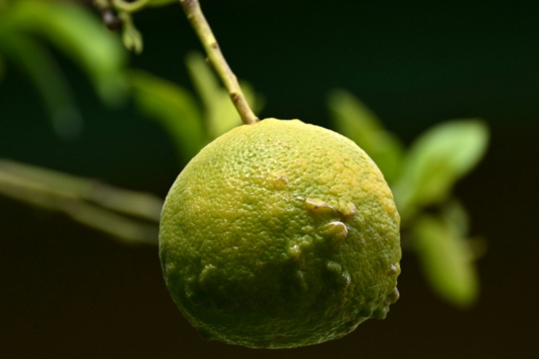 Une orange Lahara (Citrus Aurantium Currassuviensis) utilisée dans la production de liqueur curaçao dans la distillerie Willemstad, sur l'île néerlandaise de Curaçao, au large du Venezuela, le 9 avril 2026 ( AFP / Raul ARBOLEDA )