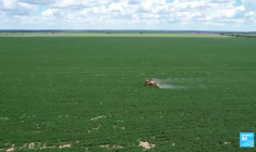 La savane brésilienne du Cerrado, sacrifiée sur l’autel de l’agriculture industrielle