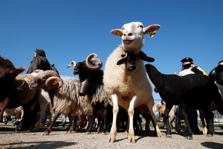 LES ÉLEVEURS DE BREBIS DE PYRÉNÉES EN COLÈRE CONTRE LES OURS VORACES
