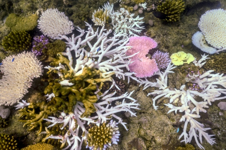 Du corail blanchi ou mort près de l'île Lizard, sur la Grande barrière de corail, en Australie, le 5 avril 2024 ( AFP / DAVID GRAY )