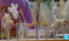 Des plantes pour guérir les sols pollués